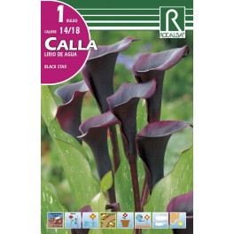 Bulbo de calla lirio de agua black star (cajetín 25 unidades)