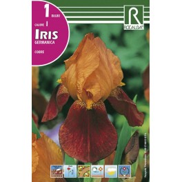 Bulbo de iris germanica cobre (cajetín 25 unidades)