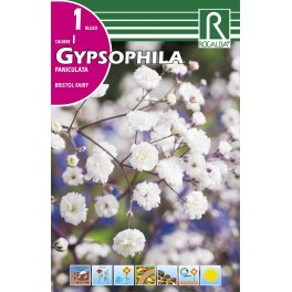 Bulbo de Gypsophila paniculata bristol fairy (cajetín 15 unidades)