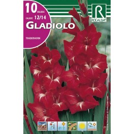 Bulbo de Gladiolo traderhorn (cajetín 150 unidades)