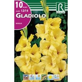 Bulbo de Gladiolo novalux  (bolsa litografiada 10 unidades)