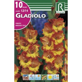Bulbo de Gladiolo princess margaret rose (bolsa litografiada 10 unidades)