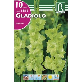 Bulbo de Gladiolo green star (bolsa litografiada 10 unidades)