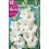 Bulbo de Gladiolo white prosperity (bolsa litografiada 10 unidades)