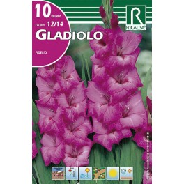 Bulbo de Gladiolo fidelio (bolsa litografiada 10 unidades)