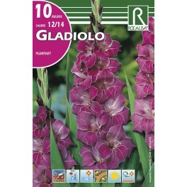 Bulbo de Gladiolo plumtart (bolsa litografiada 10 unidades)