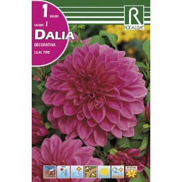 Bulbo de Dalia decorativa lilac time (bolsa litografiada 1 unidad)