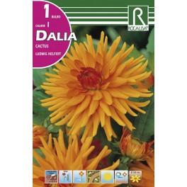 Bulbo de Dalia cactus ludwig helfert (bolsa litografiada 1 unidad)