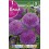 Bulbo de Dalia pompon nescio (bolsa litografiada 1 unidad)