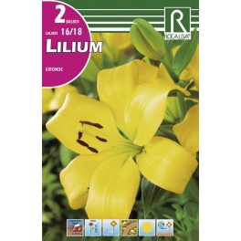 Bulbo de Lilium gironde (bolsa litografiada 2 unidades)
