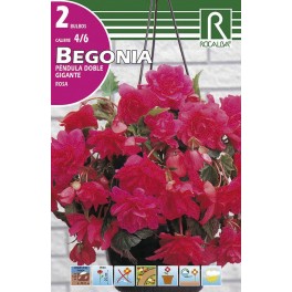 Bulbo de Begonia péndula doble gigante rosa (bolsa litografiada 2 unidades)