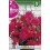 Bulbo de Begonia péndula doble gigante rosa (bolsa litografiada 2 unidades)