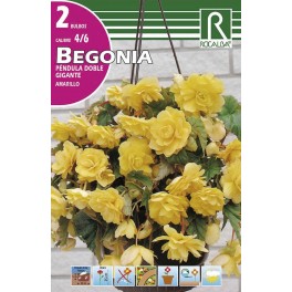 Bulbo de Begonia péndula doble gigante amarillo (bolsa litografiada 2 unidades)