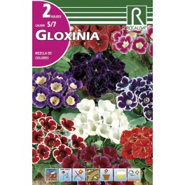 Bulbo de Gloxinia mezcla de colores (bolsa litografiada 2 unidades)