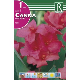 Bulbo de  canna hoja verde rosa (bolsa litografiada 1 unidad)