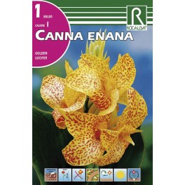 Bulbo de  canna enana golden lucifer (bolsa litografiada 1 unidad)