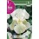 Bulbo de iris germanica blanco (bolsa litografiada 1 unidad)