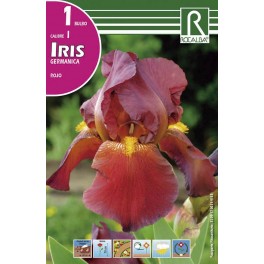 Bulbo de iris germanica rojo (bolsa litografiada 1 unidad)