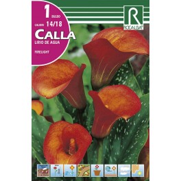Bulbo de calla lirio de agua fire light (bolsa litografiada 1 unidad)