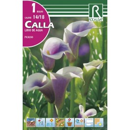 Bulbo de calla lirio de agua picasso (bolsa litografiada 1 unidad)