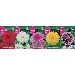 Bulbo Dalias decorativas cofre tipo DD