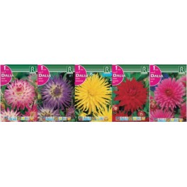 Bulbo Dalias cactus cofre tipo DC-1