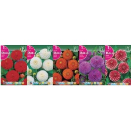 Bulbo Dalias pompon cofre tipo DP-1