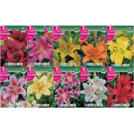 Bulbo Liliums cofre tipo LI