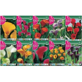 Bulbo Callas cofre tipo CL