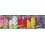 Bulbo Gladiolo Jumbo cofre tipo JG