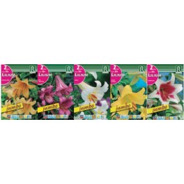Bulbo Liliums Jumbo cofre tipo JL