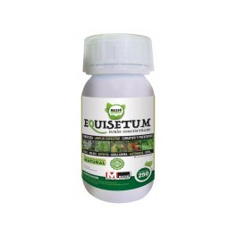 Equisetum