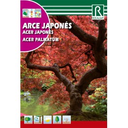 Semilla arce japonés