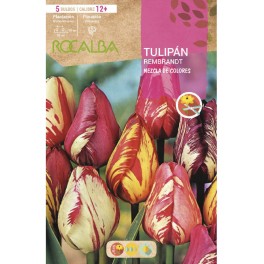 Bulbo de tulipán Rembrandt variado (bolsa 5 unidades)