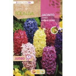 Bulbo de jacinto Jumbo variado (bolsa 3 unidades)