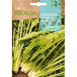 Semilla achicoria Barbe de Capucin