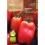 Semilla tomate san  (ecológica) marzano gigante 2