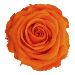 Rosa preservada naranja