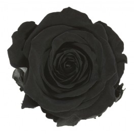 Rosa preservada negra