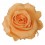 Rosa preservada peach
