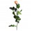 Rosa preservada peach