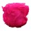 rosa preservada rosa