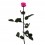 rosa preservada rosa