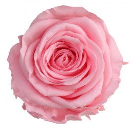 Rosa preservada rosa pastel