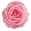 Rosa preservada rosa pastel