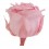 Rosa preservada rosa pastel