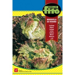 Semilla Lechuga Maravilla verano