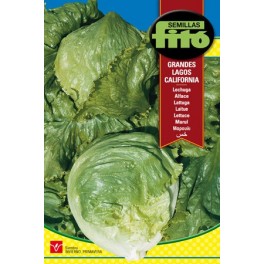 Semilla Lechuga Grandes Lagos California