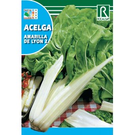 Acelga amarilla de Lyon 2