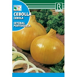 Semilla cebolla setúbal portuguesa